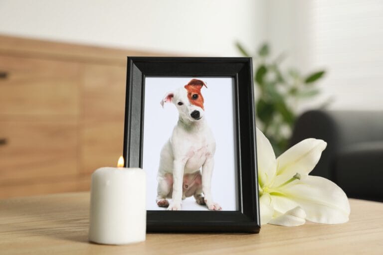 Pet Funeral. Frame with Picture of Dog, Burning Candle and Lily